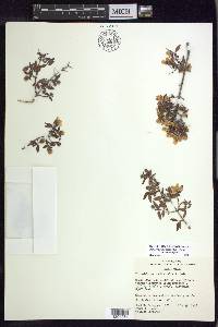 Philadelphus microphyllus var. microphyllus image
