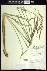 Carex jamesonii var. gracilis image