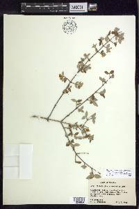 Philadelphus microphyllus image