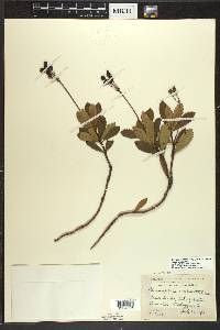 Chimaphila umbellata image