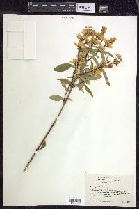 Philadelphus lewisii image