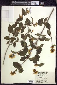 Philadelphus lewisii image