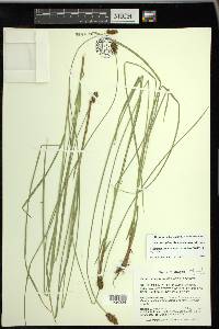 Carex neurophora image