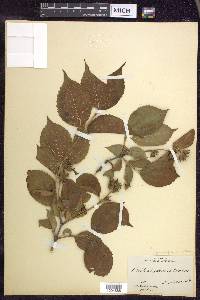 Philadelphus grandiflorus image