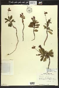 Chimaphila umbellata image