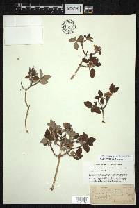 Jamesia americana var. americana image