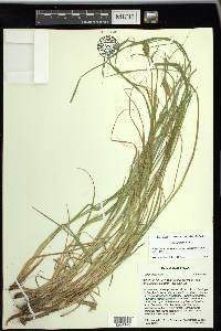 Carex arcta image