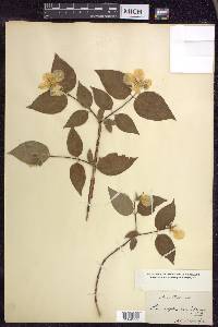 Philadelphus grandiflorus image