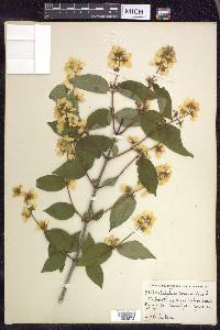 Philadelphus coronarius image