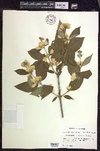 Philadelphus pubescens image