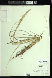 Ammophila breviligulata image