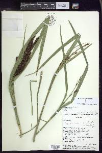 Carex lemanniana image