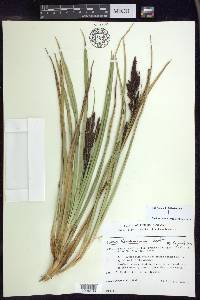 Carex lemanniana image