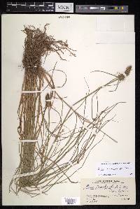 Carex neurocarpa image