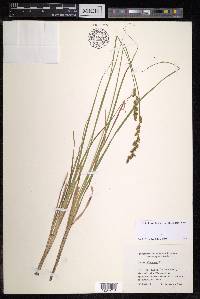 Carex elongata image