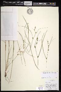 Carex remota image