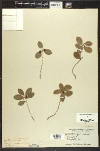 Gaultheria procumbens image