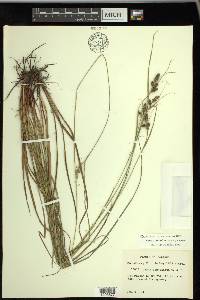 Carex complanata image