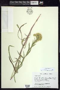 Solidago riddellii image