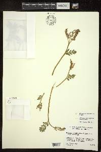 Botrychium matricariifolium image