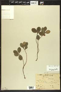 Gaultheria procumbens image