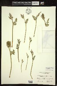 Botrychium matricariifolium image