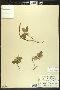 Gaultheria procumbens image