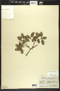 Gaultheria procumbens image