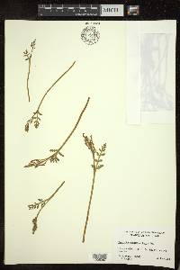 Botrychium matricariifolium image