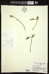 Botrychium matricariifolium image