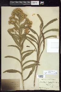 Solidago riddellii image