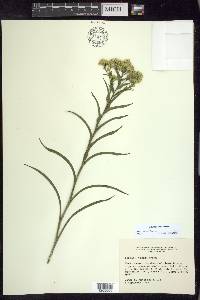 Solidago riddellii image