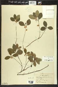 Gaultheria procumbens image