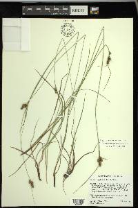 Carex complanata image