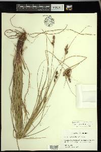 Carex complanata image