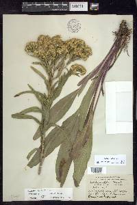 Solidago riddellii image