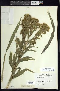 Solidago riddellii image