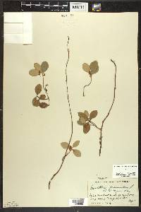 Gaultheria procumbens image