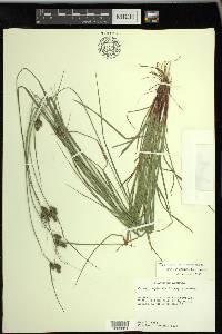 Carex complanata image