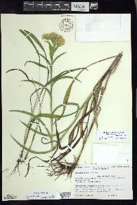 Solidago riddellii image