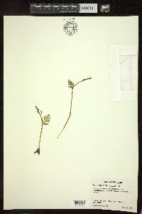 Botrychium matricariifolium image