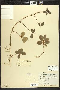 Gaultheria procumbens image