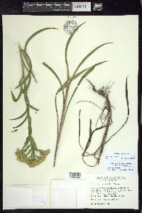 Solidago riddellii image