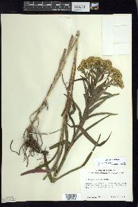 Solidago riddellii image