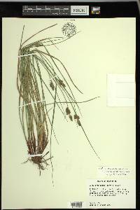 Carex complanata image