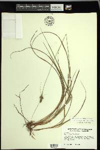 Carex complanata image