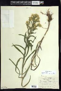 Solidago riddellii image