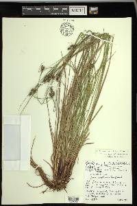 Carex complanata image