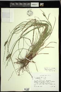 Carex complanata image