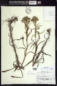 Solidago riddellii image